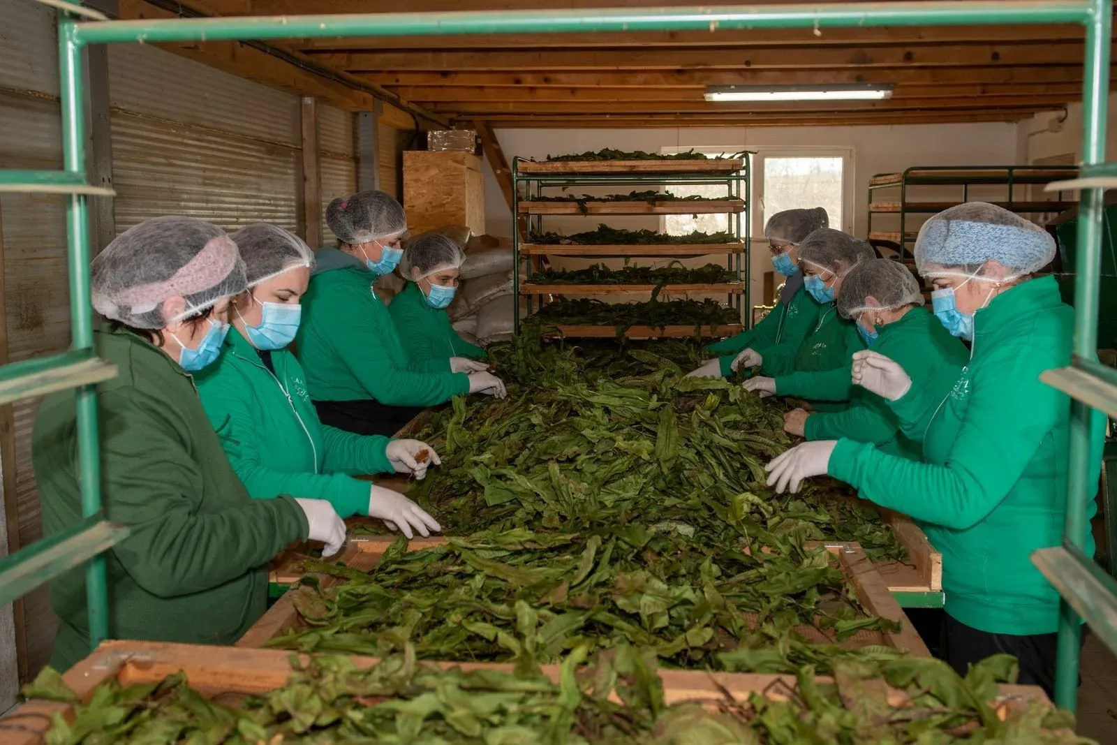 Din atelierele Aroma Plant
